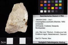 Foto (Objket + Etiketten) von Cracensigillatus acutirostris (Moericke, 1889) 